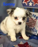 AKC Sonny, a male Chihuahua for sale in Homerville, GA – 9 of 10
