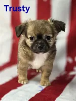 CKC Trusty, a male Chihuahua for sale in Homerville, GA – 10 of 10