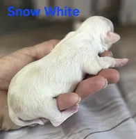 CKC Snow White , a female Chihuahua for sale in Homerville, GA – 9 of 9
