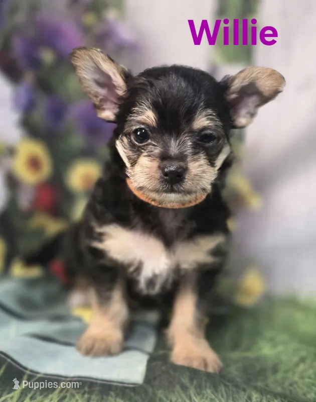 Willie – Yorkshire Terrier, Chorkie puppy for sale in Homerville, GA