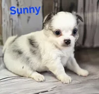 AKC Sunny, a male Chihuahua for sale in Homerville, GA – 3 of 10