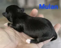CKC Mulan, a female Chihuahua for sale in Homerville, GA – 6 of 8