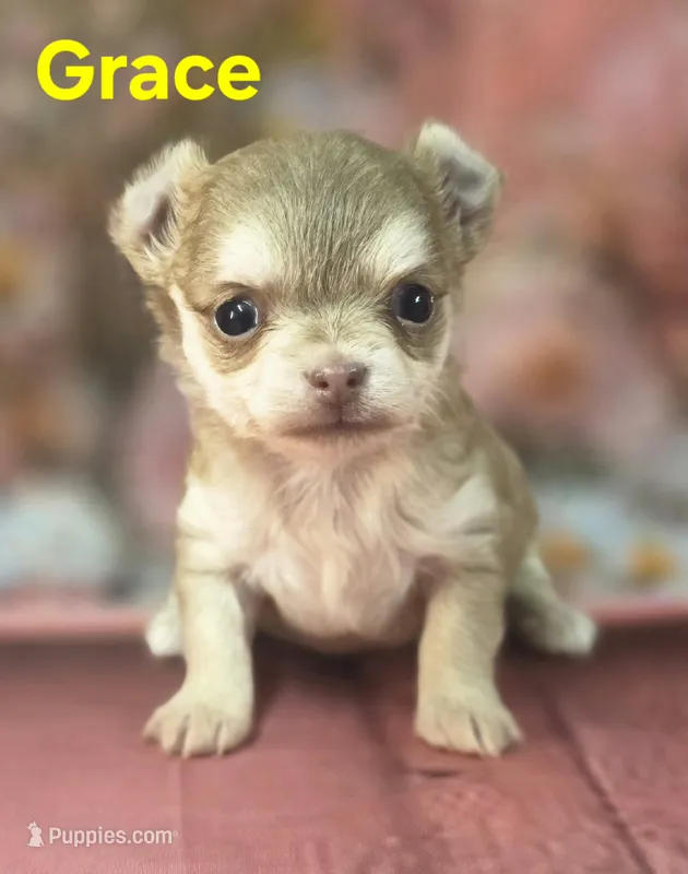 CKC Grace  – Chihuahua puppy for sale in Homerville, GA