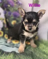 Willie, a male Yorkshire Terrier and Chorkie for sale in Homerville, GA – 9 of 10