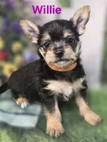 Willie, a male Yorkshire Terrier and Chorkie for sale in Homerville, GA – 10 of 10