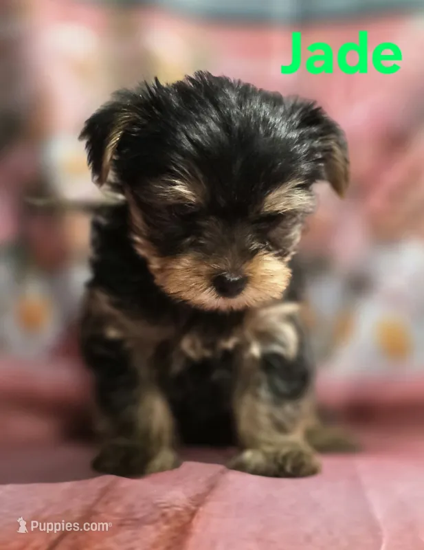 AKC Jade – Yorkshire Terrier puppy for sale in Homerville, GA