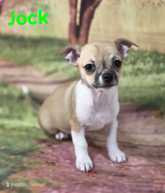 CKC Jock – Chihuahua puppy for sale in Homerville, GA