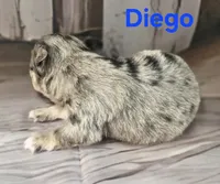 CKC Diego, a male Chihuahua for sale in Homerville, GA – 3 of 10