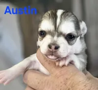 CKC Austin, a male Chihuahua for sale in Homerville, GA – 5 of 10
