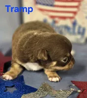 AKC Tramp, a male Chihuahua for sale in Homerville, GA – 9 of 10