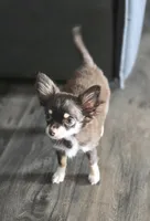 AKC Dallas pending, a female Chihuahua for sale in Homerville, GA – 6 of 9