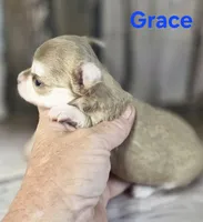 CKC Grace , a female Chihuahua for sale in Homerville, GA – 6 of 9