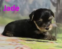 AKC Jade, a female Yorkshire Terrier for sale in Homerville, GA – 6 of 10