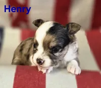CKC Henry, a male Chihuahua for sale in Homerville, GA – 4 of 10