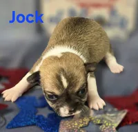Akc Jock, a male Chihuahua for sale in Homerville, GA – 5 of 10