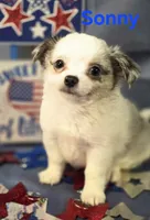 AKC Sonny, a male Chihuahua for sale in Homerville, GA – 5 of 10