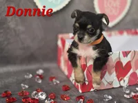 Donnie, a male Chihuahua and Chorkie for sale in Homerville, GA – Photo 3 of 10