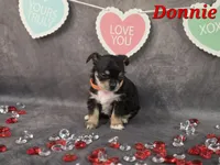 Donnie, a male Chihuahua and Chorkie for sale in Homerville, GA – Photo 10 of 10