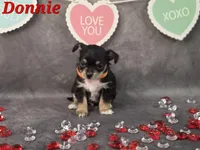 Donnie, a male Chihuahua and Chorkie for sale in Homerville, GA – Photo 9 of 10