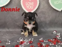 Donnie, a male Chihuahua and Chorkie for sale in Homerville, GA – Photo 6 of 10