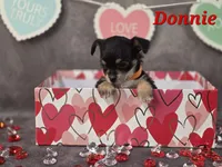 Donnie, a male Chihuahua and Chorkie for sale in Homerville, GA – Photo 5 of 10