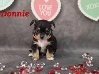 Donnie, a male Chihuahua and Chorkie for sale in Homerville, GA – Photo 8 of 10