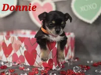 Donnie, a male Chihuahua and Chorkie for sale in Homerville, GA – Photo 4 of 10