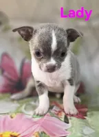 AKC Lady, a female Chihuahua for sale in Homerville, GA – 7 of 10