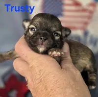 AKC Trusty, a male Chihuahua for sale in Homerville, GA – 3 of 10