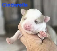 CKC Cinderella, a female Chihuahua for sale in Homerville, GA – 2 of 8