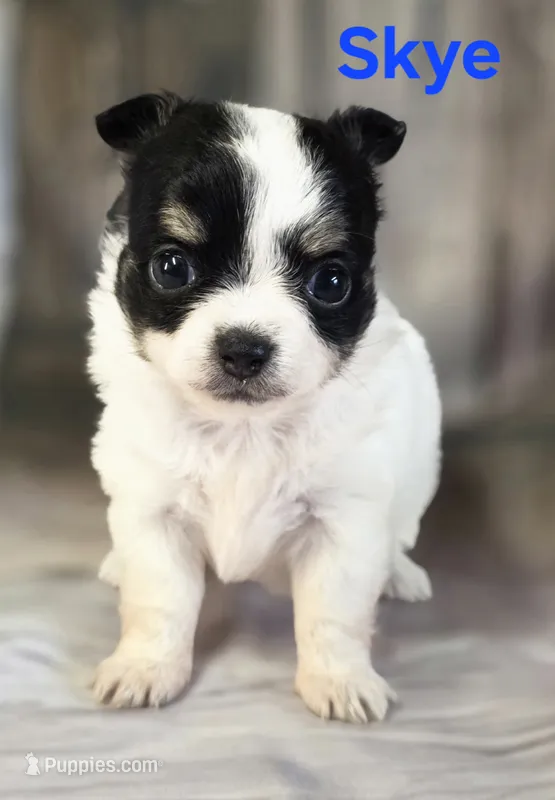 CKC Skye – Chihuahua puppy for sale in Homerville, GA