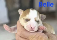 CKC Belle, a female Chihuahua for sale in Homerville, GA – 2 of 8