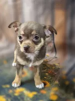 AKC Daisy, a female Chihuahua for sale in Homerville, GA – 2 of 10
