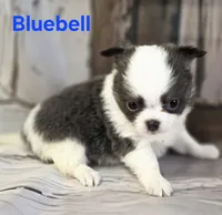 AKC Bluebell, a female Chihuahua for sale in Homerville, GA – 8 of 10