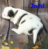 AKC Todd, a male Chihuahua for sale in Homerville, GA – 2 of 10
