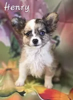 CKC Henry, a male Chihuahua for sale in Homerville, GA – 5 of 10
