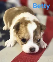 CKC Betty, a female Chihuahua for sale in Homerville, GA – 10 of 10