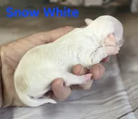 CKC Snow White , a female Chihuahua for sale in Homerville, GA – 6 of 9