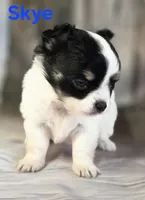 CKC Skye, a female Chihuahua for sale in Homerville, GA – 10 of 10