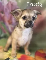 CKC Trusty, a male Chihuahua for sale in Homerville, GA – 6 of 10