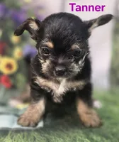 Tanner, a male Yorkshire Terrier and Chorkie for sale in Homerville, GA – 4 of 10