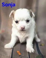 AKC Sonja, a female Chihuahua for sale in Homerville, GA – 3 of 10