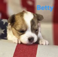 CKC Betty, a female Chihuahua for sale in Homerville, GA – 2 of 10