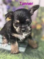 Tanner, a male Yorkshire Terrier and Chorkie for sale in Homerville, GA – 10 of 10