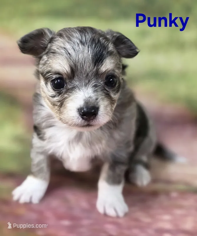 CKC Punky – Chihuahua puppy for sale in Homerville, GA