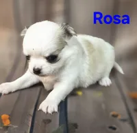 AKC Rosa, a female Chihuahua for sale in Homerville, GA – 5 of 10