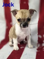 CKC Jock, a male Chihuahua for sale in Homerville, GA – 1 of 10