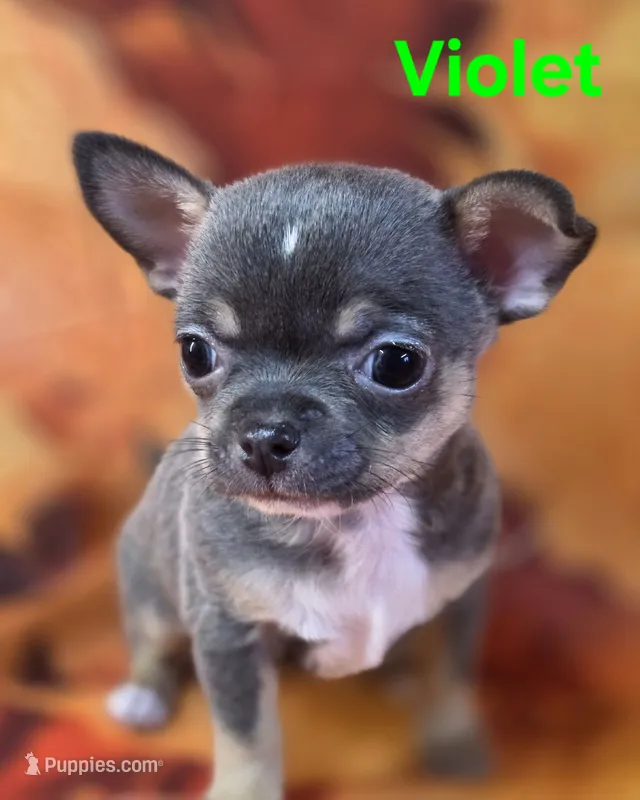AKC Violet – Chihuahua puppy for sale in Homerville, GA