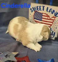 CKC Cinderella, a female Chihuahua for sale in Homerville, GA – 10 of 10