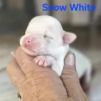 CKC Snow White , a female Chihuahua for sale in Homerville, GA – 4 of 9